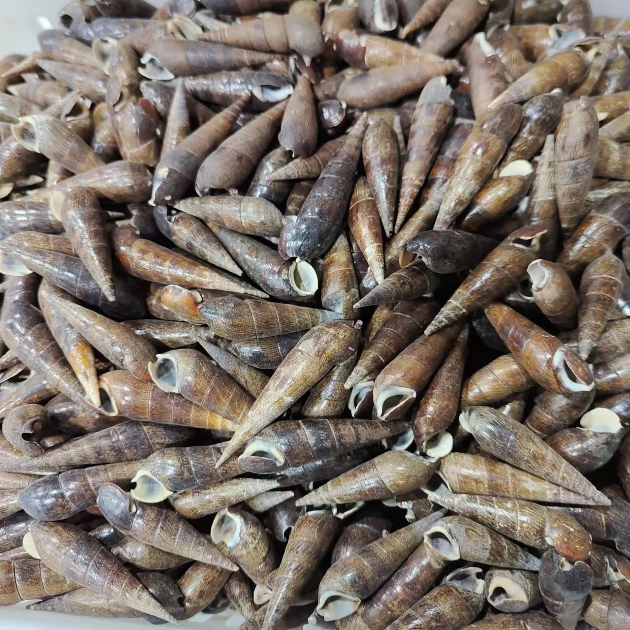 자연색 네일 달팽이, 표본, 검은색 소라와 껍질, 5-7cm