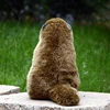 Groundhog High Fidelity Cute Marmot Plushie Bobac Plush Toys Lifelike Animals Simulation Stuffed Doll Kawai Toy Gifts For Kids 6