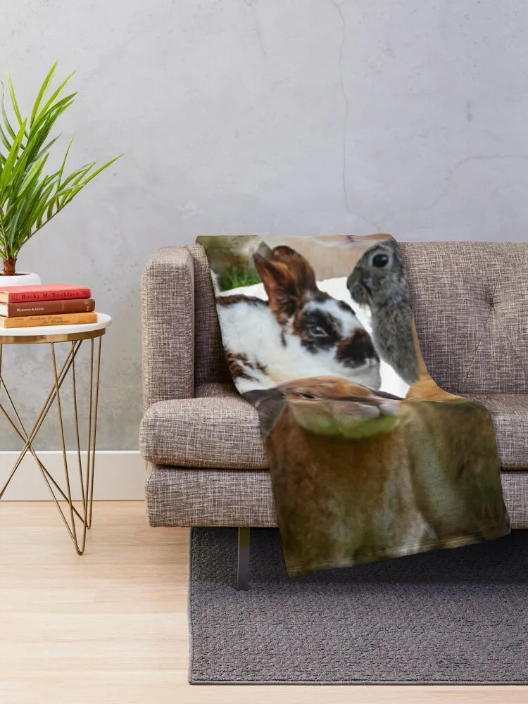 �Ϳ��� �䳢/�䳢 ���