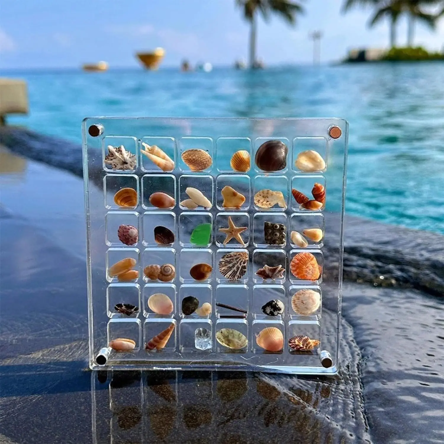 36/64 Grids Small Seashell Display Box Acrylic Magnetic Display Case Organizer Box Stackable Small Craft Compartment Box 1.5CM