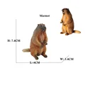 Marmota 1