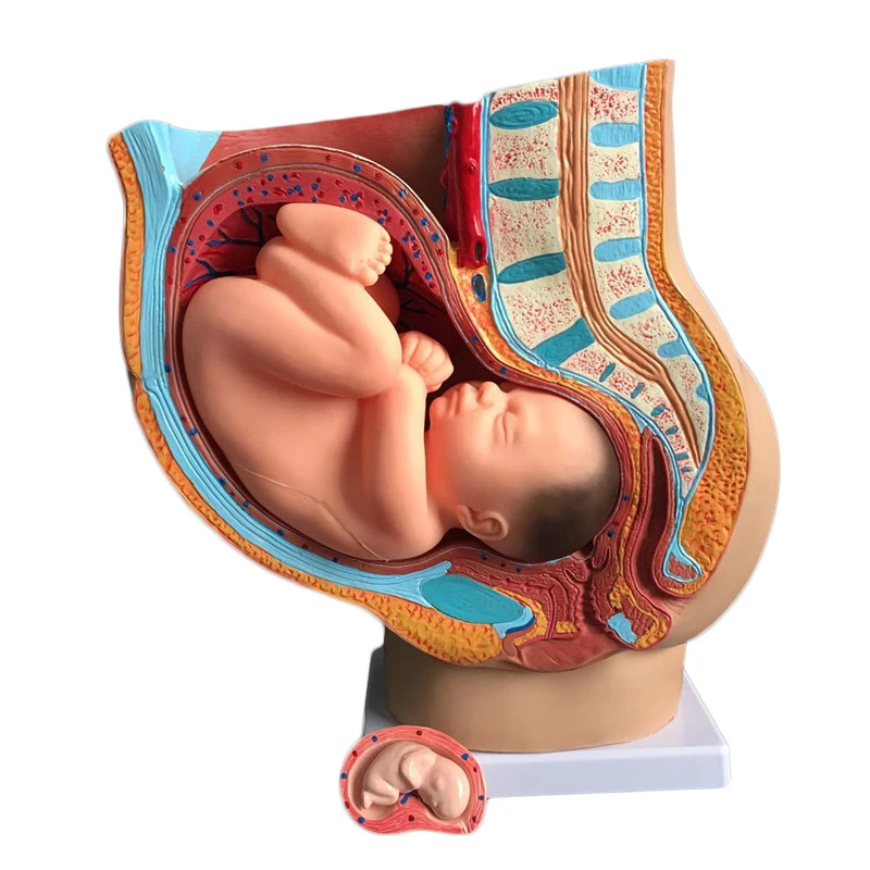Pregnancy Development Teaching Model 5