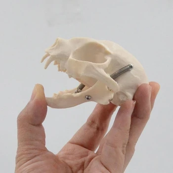 Cat Head Anatomy Model 1
