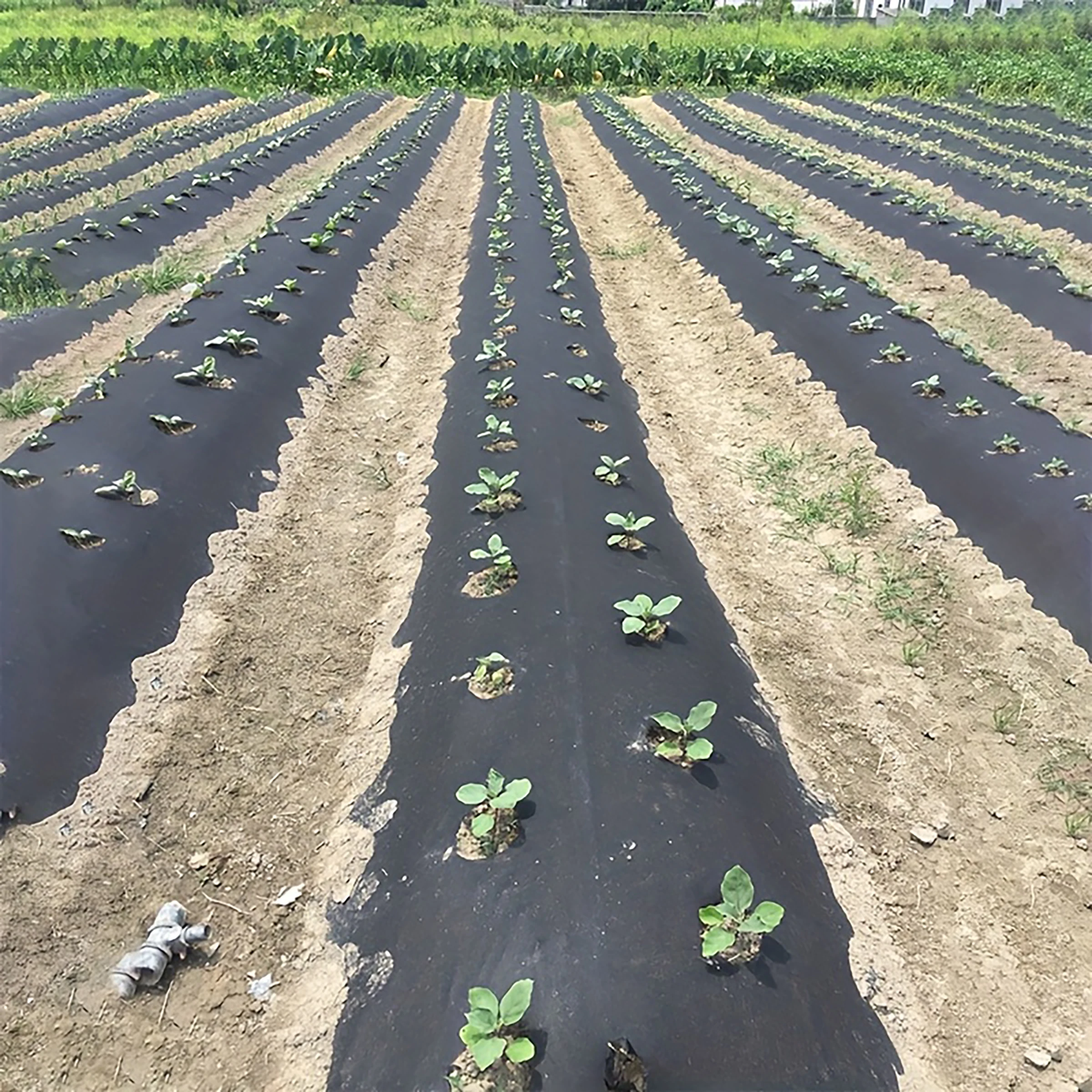 Perforated Weed Barrier Fabric 3