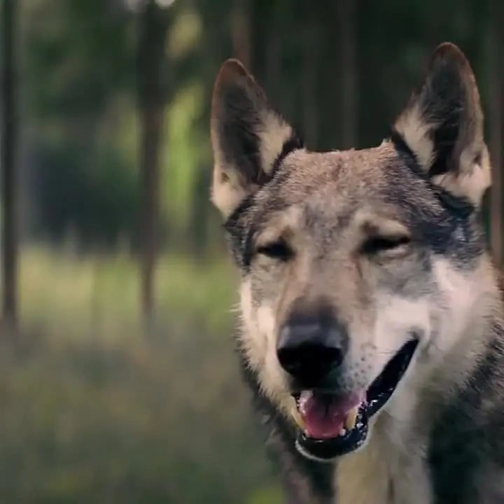 Классическая оригинальная ксеноновая HID-лампа OSRAM D2S 66240CLC 12 в 35 Вт 4200K от