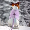 Soft Warm Dog Harness Leash Set Cute Chihuahua Yorkie Small Dog Cat Harnesses Vest Clothing With Bowknot for Pug French Bulldog 5
