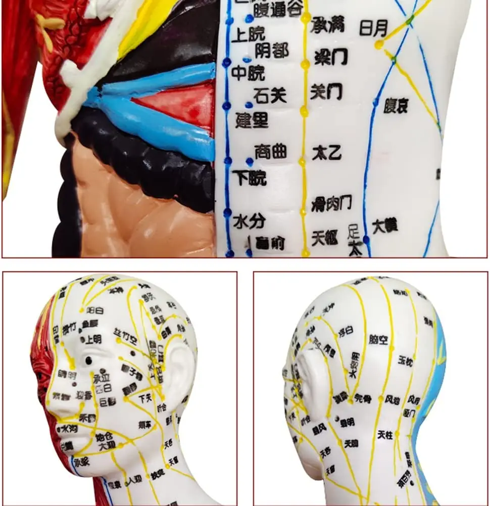 Acupuncture Muscle Meridian Model 6