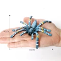 Blue spider