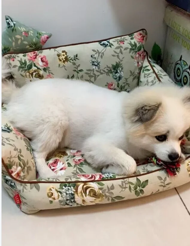 Cama floral impermeable para perros, sofá, estera para perrera