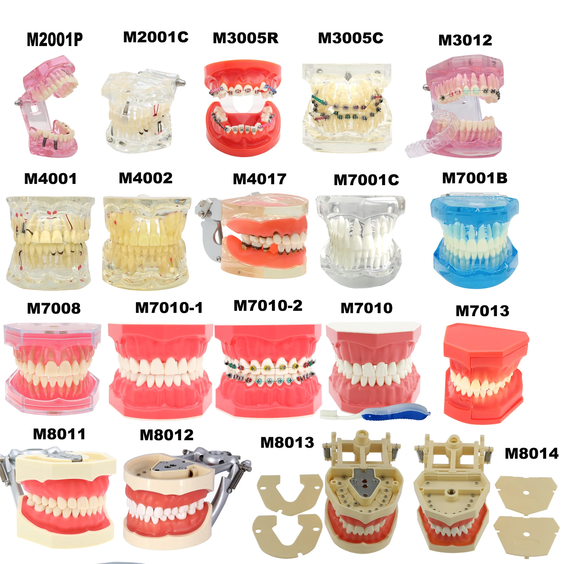 

Multiple Types Dental Teeth Model Dental Teaching Orthodontic Removable Teeth Implant Models Dentist Material