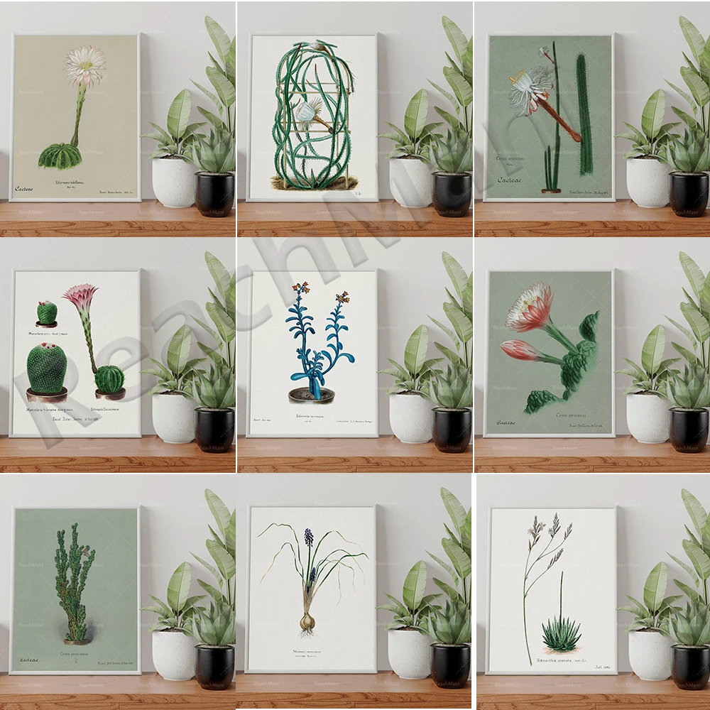 Poster botânico do cacto do sol, ilustração, aquarela, poster peruano do  cacto da maçã, cacto do lírio da páscoa, aloe vera, cacto da serpente| | -  AliExpress