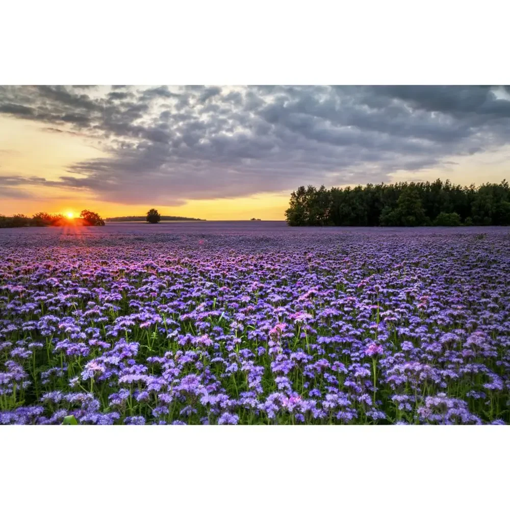 MOON.QG Fondo de fotografía de campo de granja de primavera, paisaje de pastizales con girasoles, fondo para sesión fotográfica de fiesta, decoración personalizada, accesorios para fotos