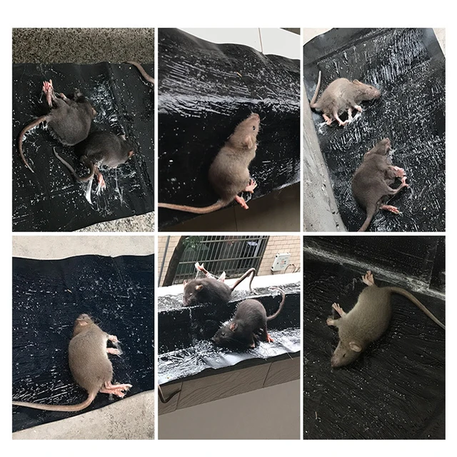 Egér Tábla Ragacsos Patkány Ragasztócsapda Egerek Csapdája Nem Mérgező Kártevőirtó Elutasítás Gyilkos 120 Cm-Re - Image 5