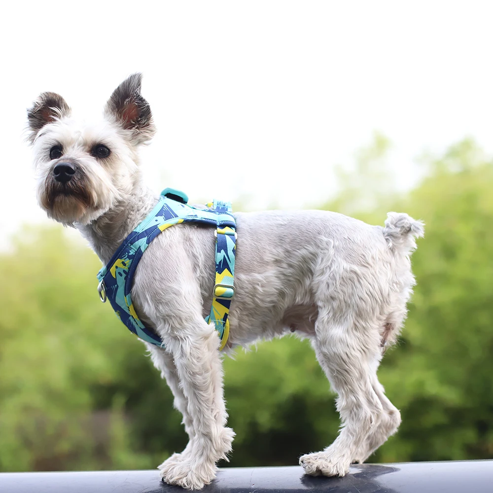 Adjustable Mesh Pet Harness with Leash for Small to Medium Dogs and Cats