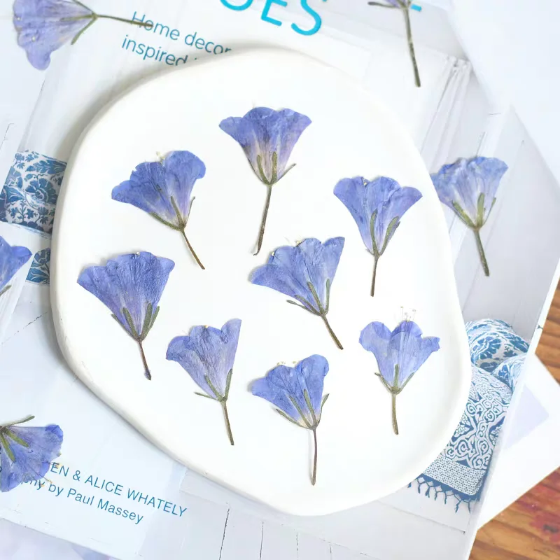 누르면 측면 건조 BlueBell Hyacinthoides 꽃 식물 표본 상자 보석 엽서 책갈피 프레임 전화 케이스 초대장 카드 DIY