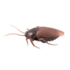 Top Infrared Remote Control Mock Fake Ants/ Cockroaches /Spiders RC Toy for Kids,Dark brown 5
