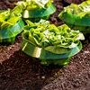 Plants Snail Protection Rings Vegetable Green Planter Flower Pot Pest Control Trapper Repel Snails Garden Protects Animal Tool 5