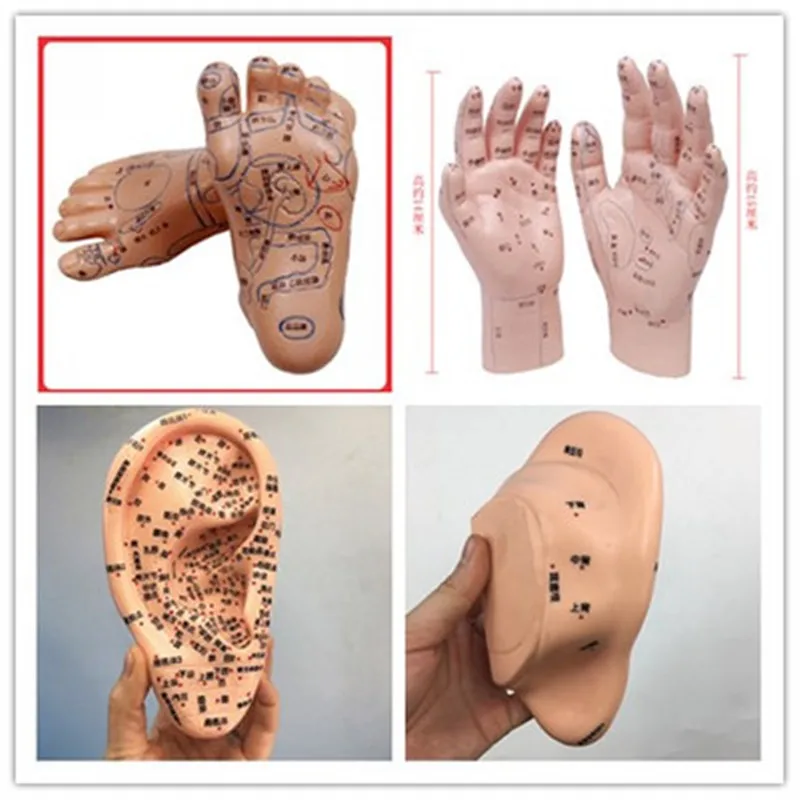 

Hand, Ear, Foot Acupoint Model,Foot Massage Model, Foot foot Reflex Zone model, Massage, Acupuncture and moxibustion acupoints