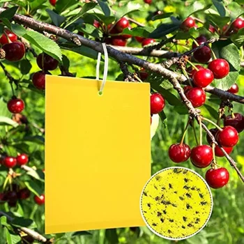 Trappole adesive gialle bifacciali, piante volanti, insetti come fungo, moscerini, afidi, mosche bianche, minatori, 20 pezzi