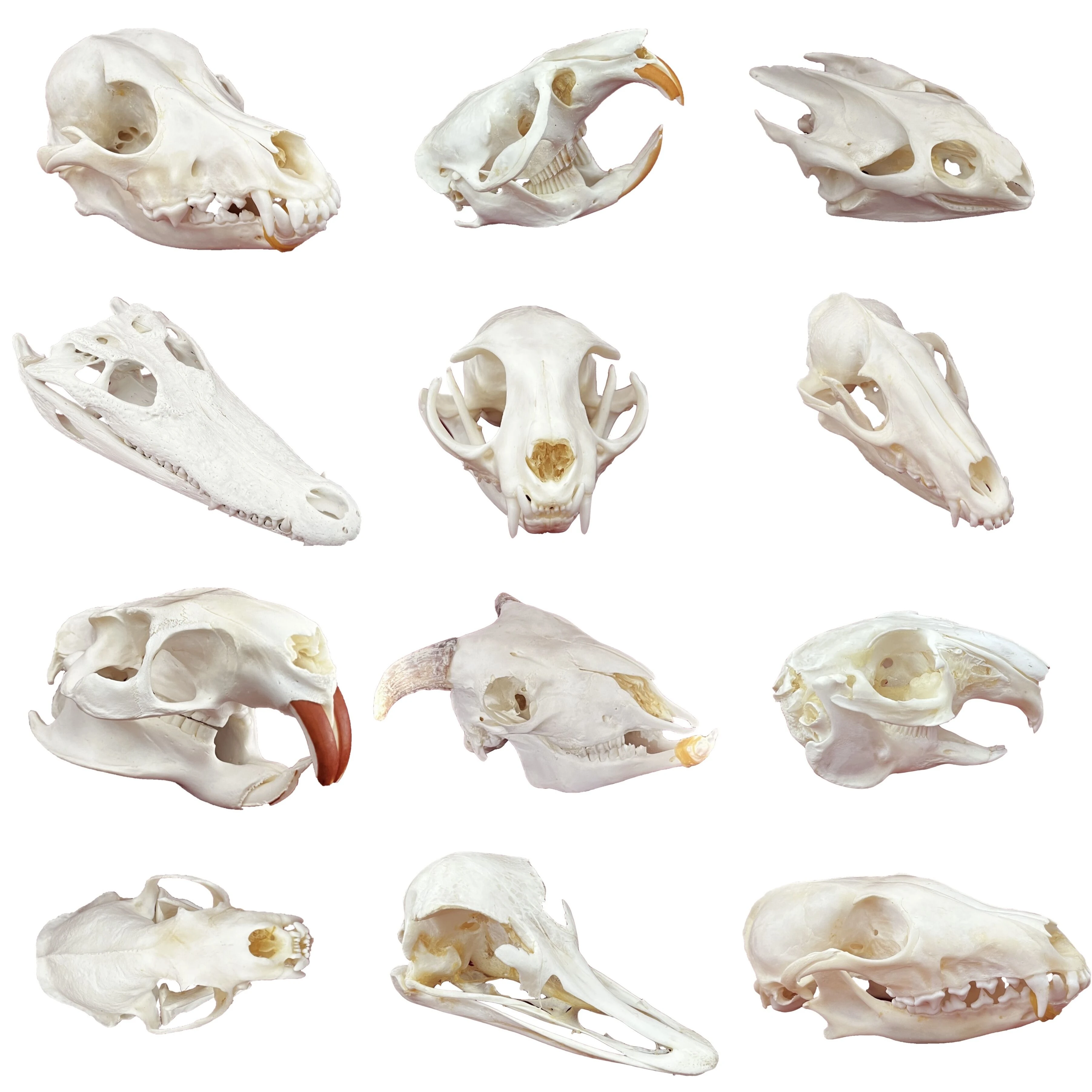 Taxidermy Animals Specimen | Mink Skull Taxidermy | Taxidermy Decoration -  10pcs Animal - Aliexpress