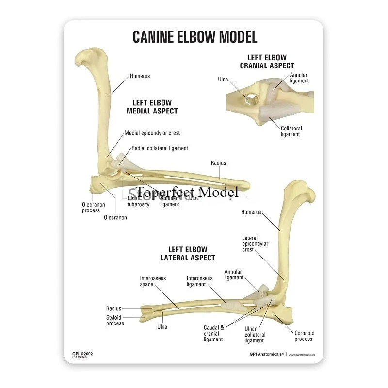 Canine Elbow Joint Model 2