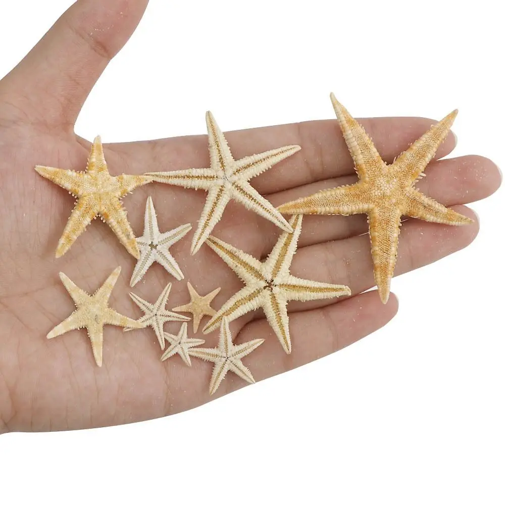 1-5CM Natural Starfish Seashell Coquillage Decoration 20/50/100PCS Boxed Aquarium Decoration Ornament Accessories