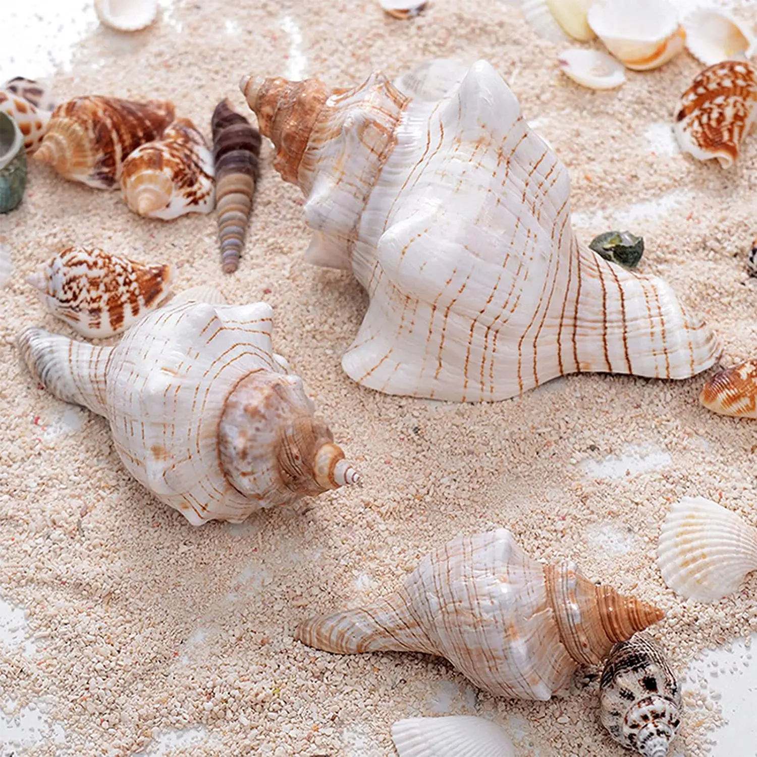 Natural Shell Ornaments Large Striped Fox Conch Shells Filamentous Horse Conch