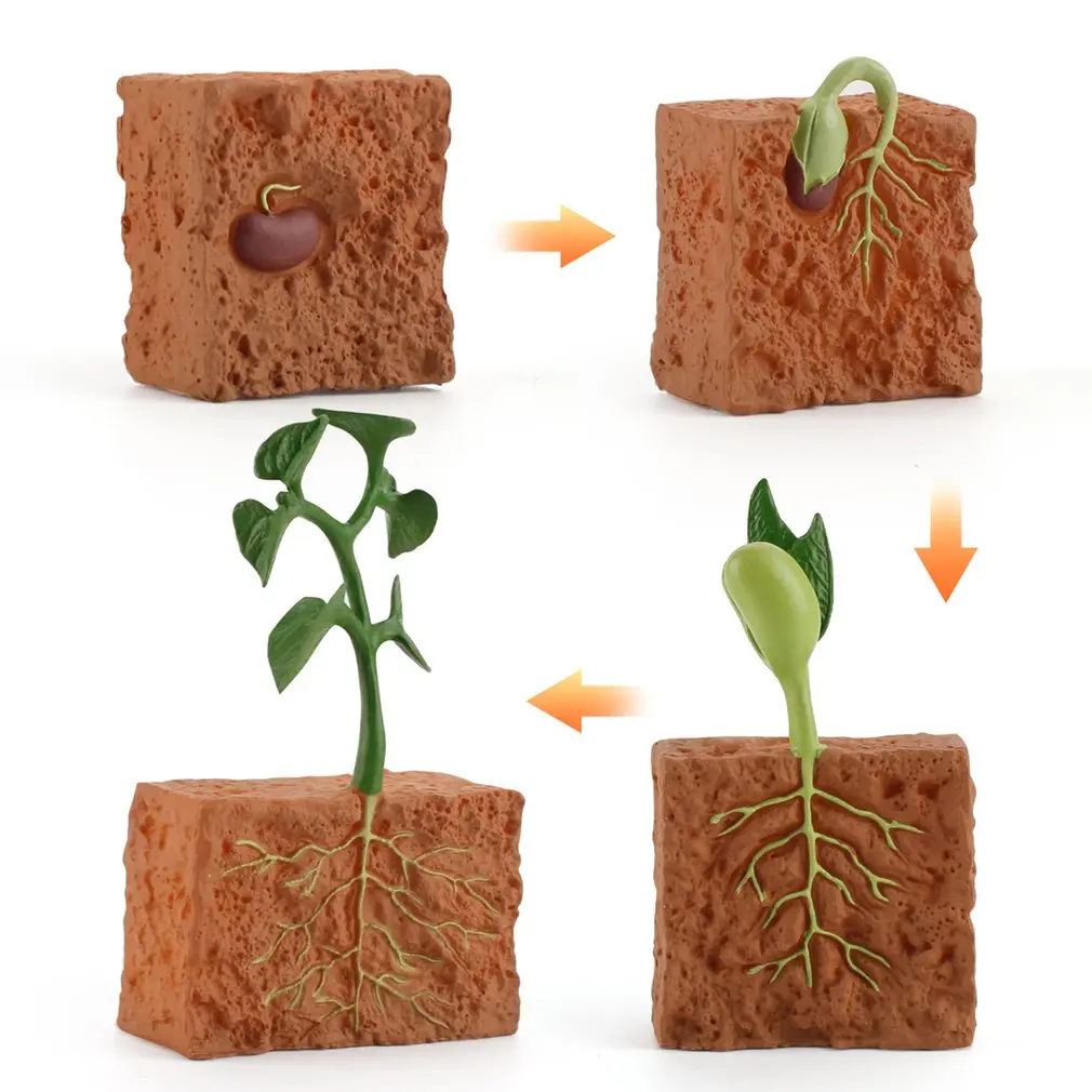 Simulation Green Bean Plant Growth Cycle Model Educational Toys for Children educational toys,animal life cycle toys