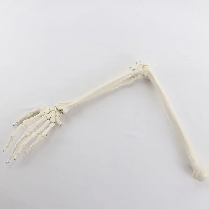 1:1 Human Bone Model of Bone Adult Arm of Upper Limb Arm and Radius Hand Medical Science School Teaching Supplies