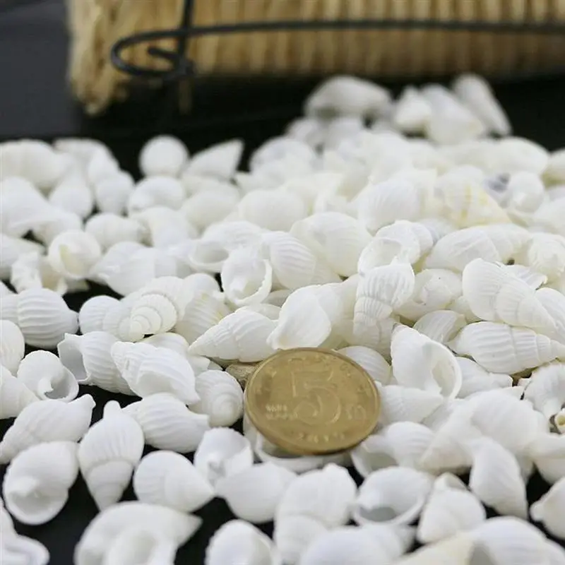 Natural Shell Ornaments 100pcs Mini Sea Shell Conches