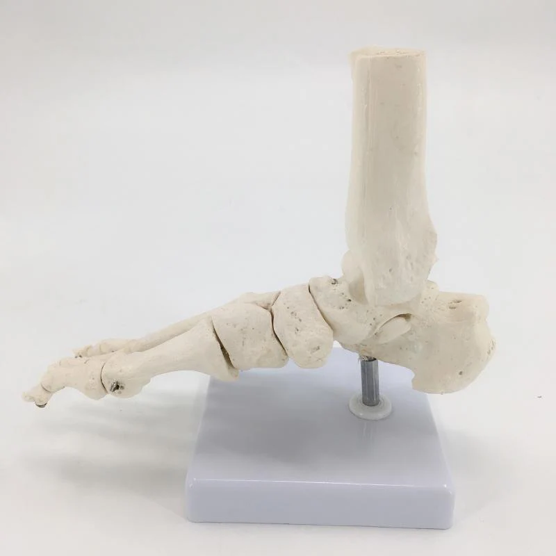 1:1 Life Size Human Foot Hand Joint Model Hand Skeleton Bone Wrist Vola Palm Skeleton Model Medical Science Teaching Supplies