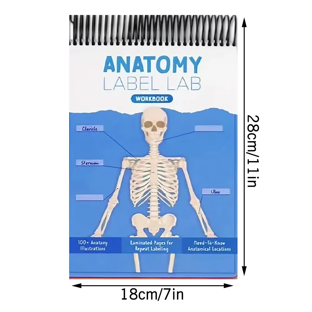 100+ Detailed Anatomy illustrations Perfect for Students Entering Nursing Physical Therapy Radiology Pre-med and So Much More
