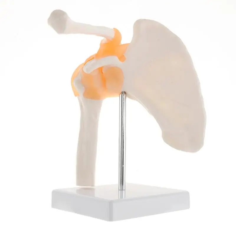 

Human Functional Shoulder Joint Anatomy Model Medical Science Teaching Resources Dropshipping