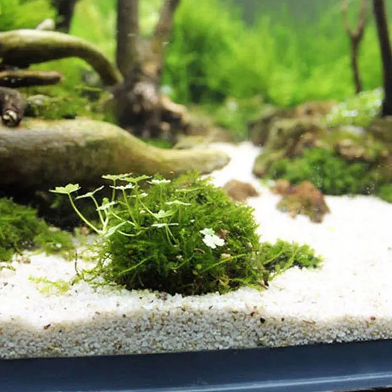 Aquatic Pet Supplies Decorations 1pc