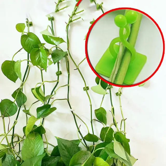 10Db/Beállított Kiváló Minőségű Növénymászó Tartó Nagy Stabilitás Állítható 2 Színű Szőlőmászás Fali Klip Rögzítőszervező - Image 5