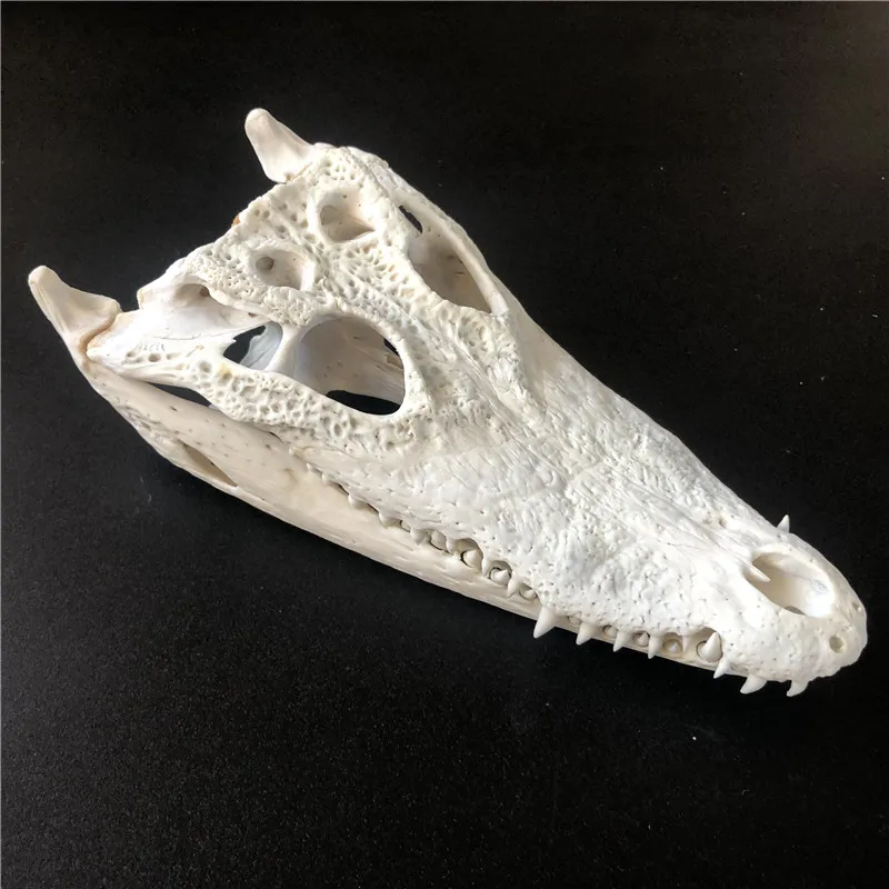 1 animal skull taxidermy collection ornament 20- 25 cm Animal skull specimen 2