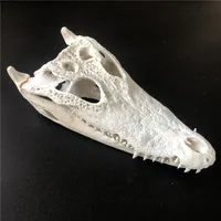 1 animal skull taxidermy collection ornament 20- 25 cm Animal skull specimen 2
