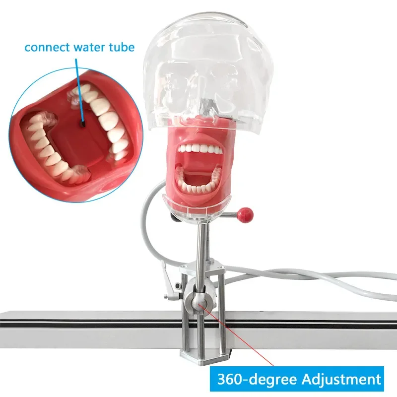 

Dental Simulator Phantom Manikin with Teeth Dental Model with Teeth New Style Bench Mount Dentist Student Learning Model