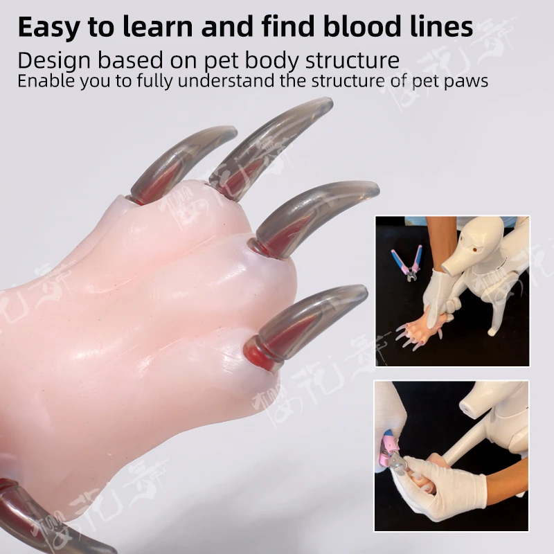 Silicone Simulation Dog Paw Teaching Model Pet Beauty School Practice Cutting Dog Nails