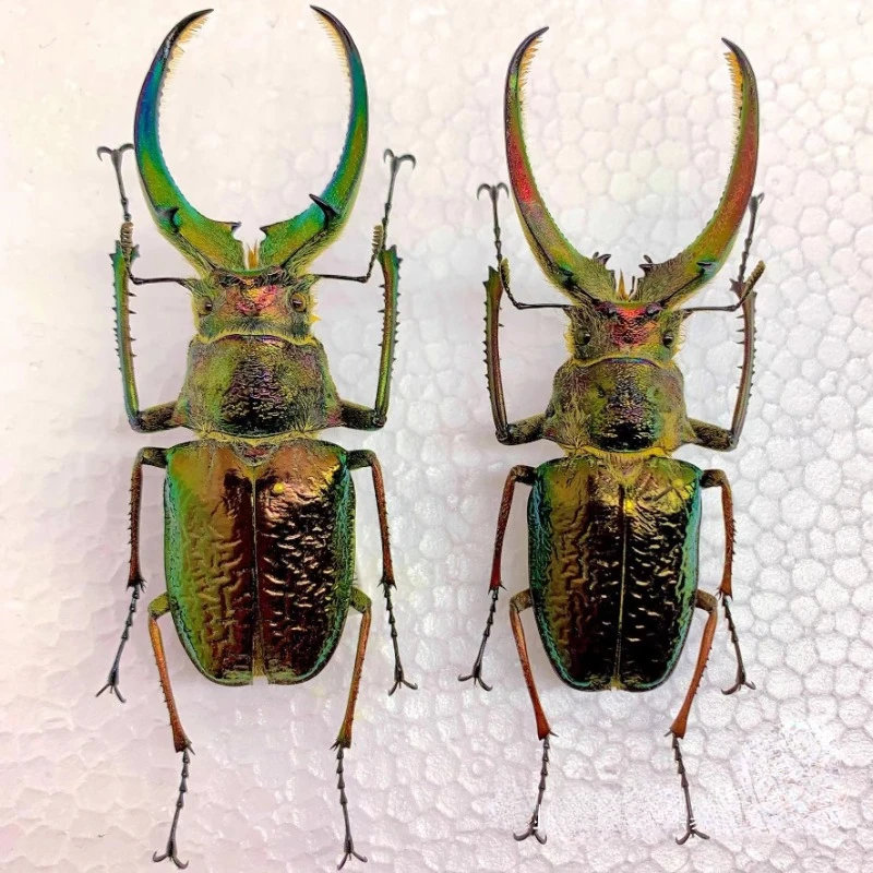 Sphaenognathus Feisthameli Real Insect Spade Beetle Insect Specimen Artwork Material Museum Collection Statues for Decoration 2