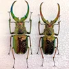 Sphaenognathus Feisthameli Real Insect Spade Beetle Insect Specimen Artwork Material Museum Collection Statues for Decoration 2