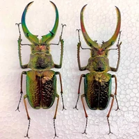 Sphaenognathus Feisthameli Real Insect Spade Beetle Insect Specimen Artwork Material Museum Collection Statues for Decoration 2