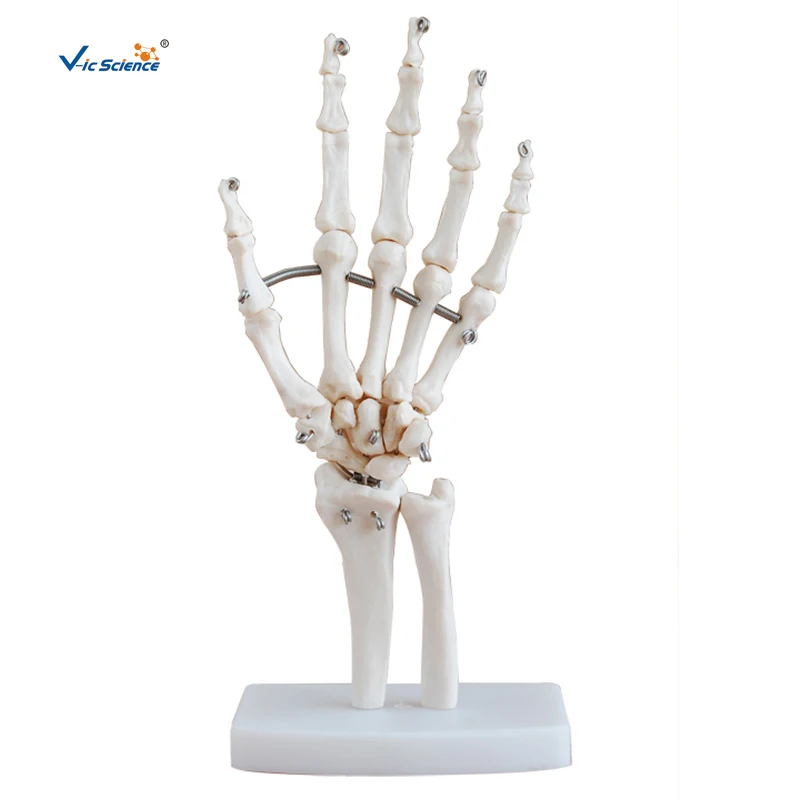 

Lifesize Human Hand Joint Model Science Teaching Resources Dropshipping