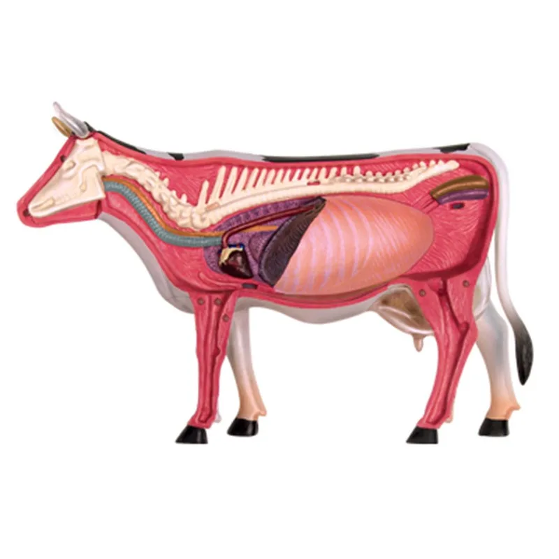 4D Cow Anatomy Model 3