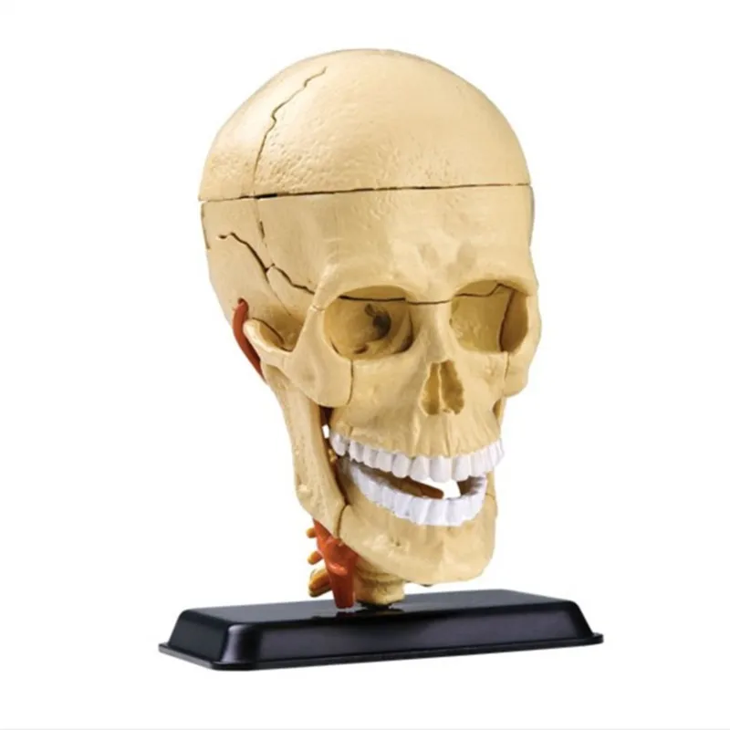 

3D Mini Human skull assembly model 31 pcs Assembled Human Anatomy Model Gift for Children