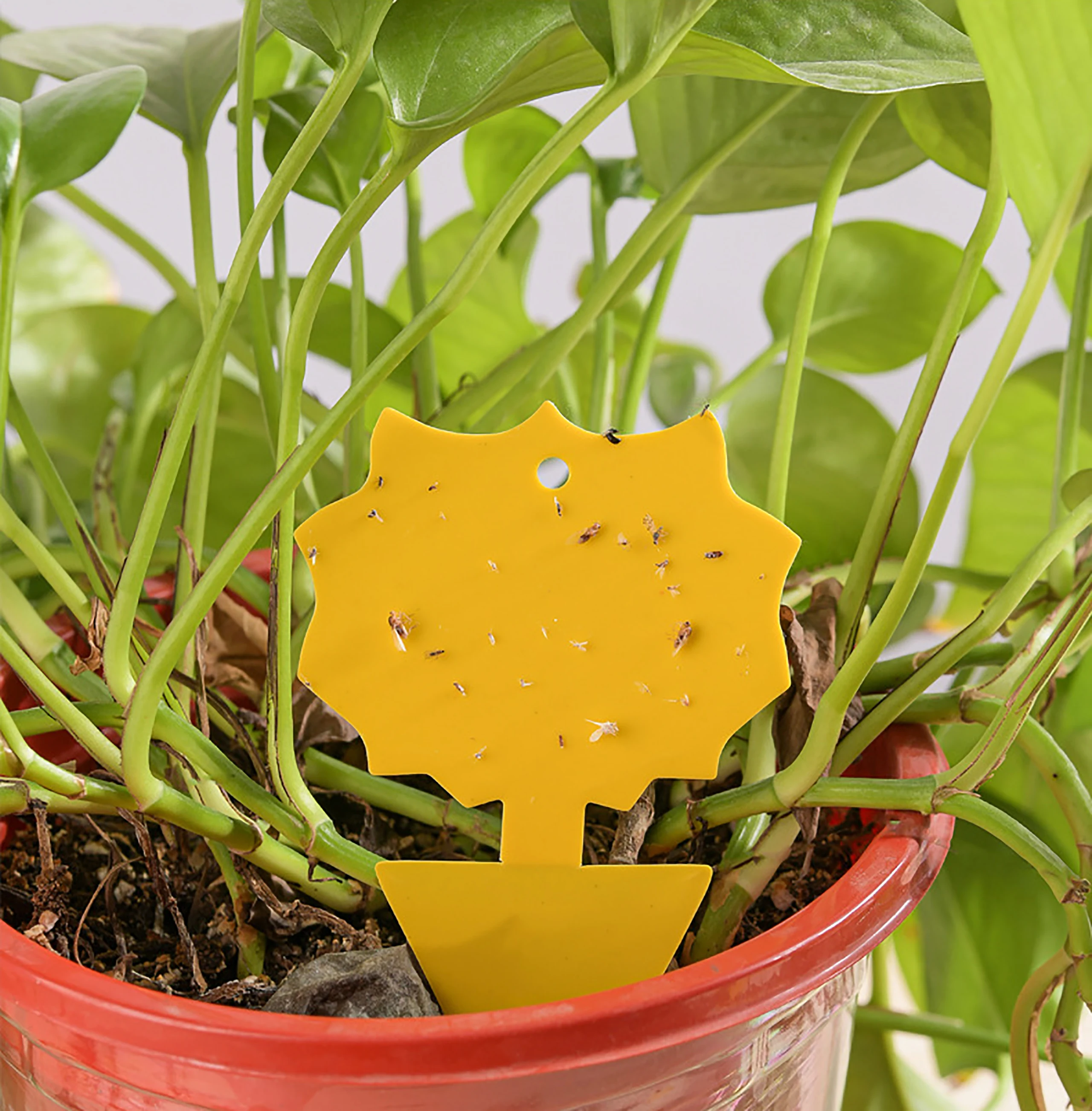 https://ae01.alicdn.com/kf/Sad77459dffca4dd29d7dd624f7dcdde4b/Flying-Worm-Sticky-Trap-Dual-Sided-Self-adhesive-Winged-Insect-Bug-Mosquito-Catcher-Garden-Indoor-Outdoor.jpg
