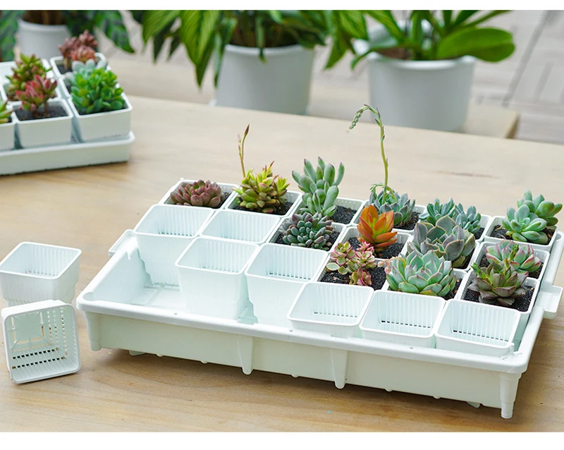 6cm quadratische saftige Töpfe mit Tablett becken Blumentopf Pflanzer für Kaktus Lithops Sammlung Home Decoration – Detail 1