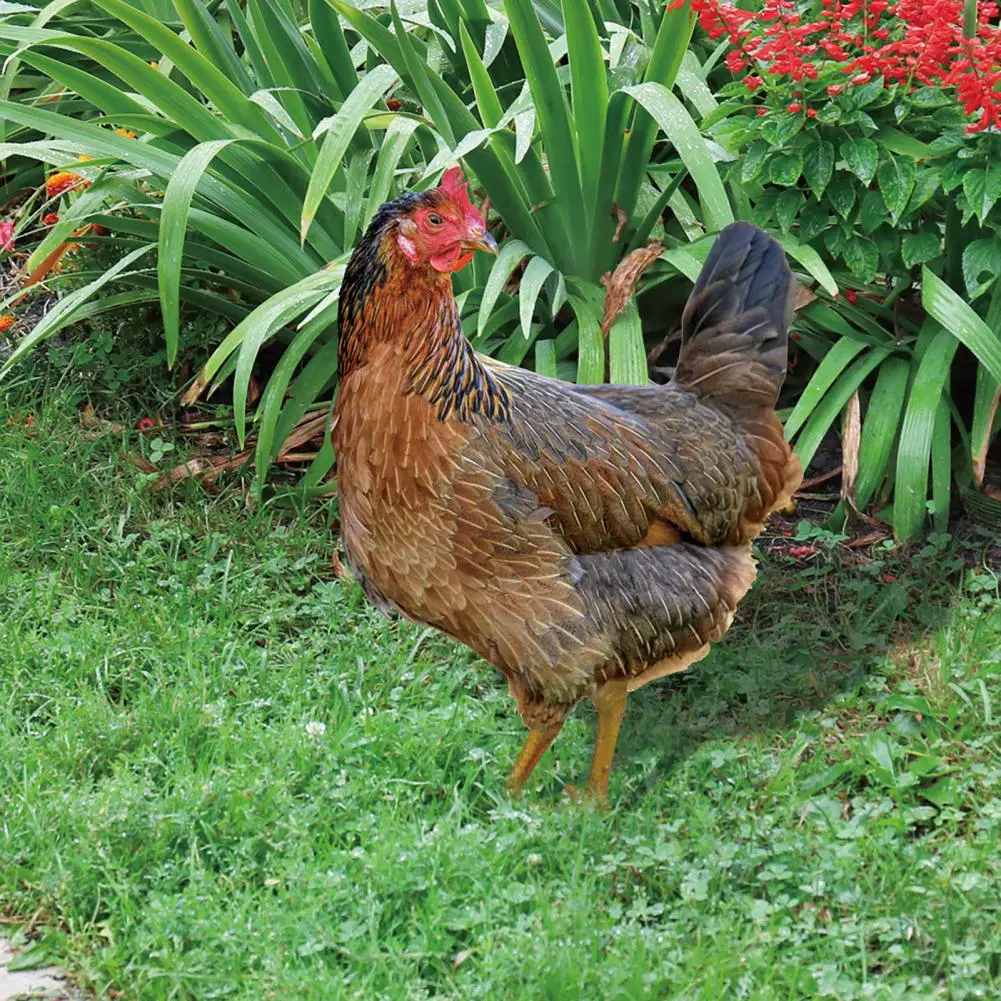 Hot！Chicken Decor Life-like Eco-friendly Vibrant Color Outdoor Yard Acrylic Rooster Ornament Rooster Ornament for Garden