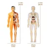 Children's Human Skeleton Organ Model Toys Science Education Cognitive Assembly Skeleton Structure Puzzle Assembly Toys for Kids 6