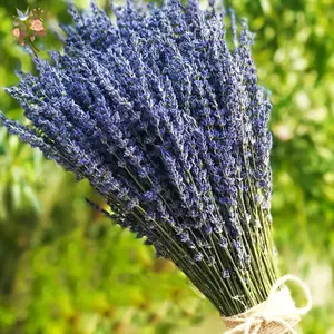 Paquete de flores preservadas de lavanda seca, ramo de lavanda